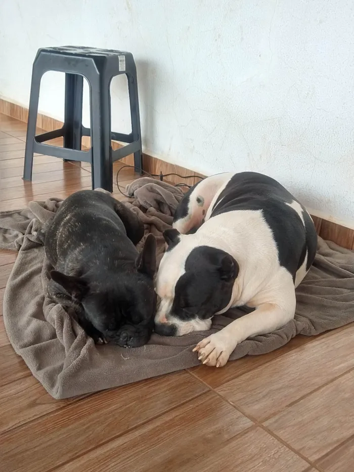 Cachorro ra a Bulldog - American Bully idade 3 anos nome Meguie - American Bully / Feijão - Bulldog Francês