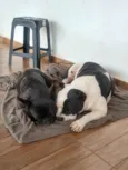 Meguie - American Bully / Feijão - Bulldog Francês
