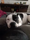 Meguie - American Bully / Feijão - Bulldog Francês