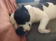 Meguie - American Bully / Feijão - Bulldog Francês