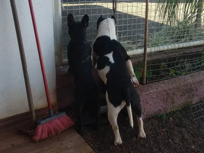 Cachorro ra a Bulldog - American Bully idade 3 anos nome Meguie - American Bully / Feijão - Bulldog Francês