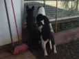 Meguie - American Bully / Feijão - Bulldog Francês