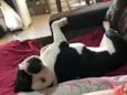 Meguie - American Bully / Feijão - Bulldog Francês