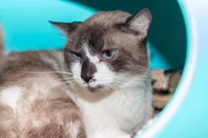 Gato raça SRD-ViraLata idade 5 anos nome Alfajor