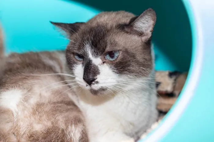Gato ra a SRD-ViraLata idade 5 anos nome Alfajor