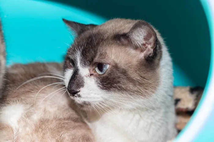 Gato ra a SRD-ViraLata idade 5 anos nome Alfajor
