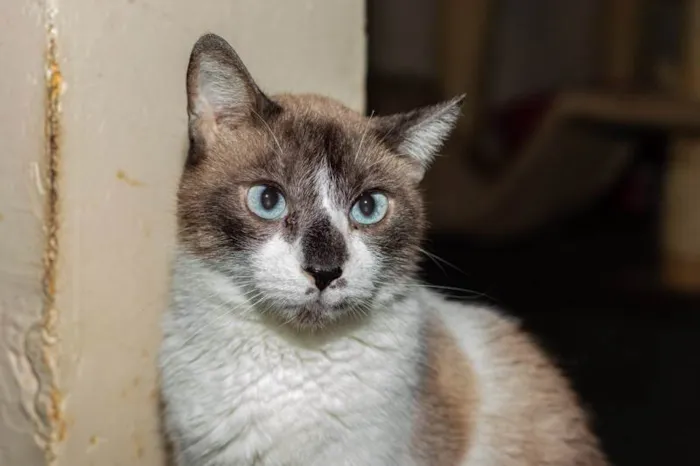 Gato ra a SRD-ViraLata idade 5 anos nome Alfajor