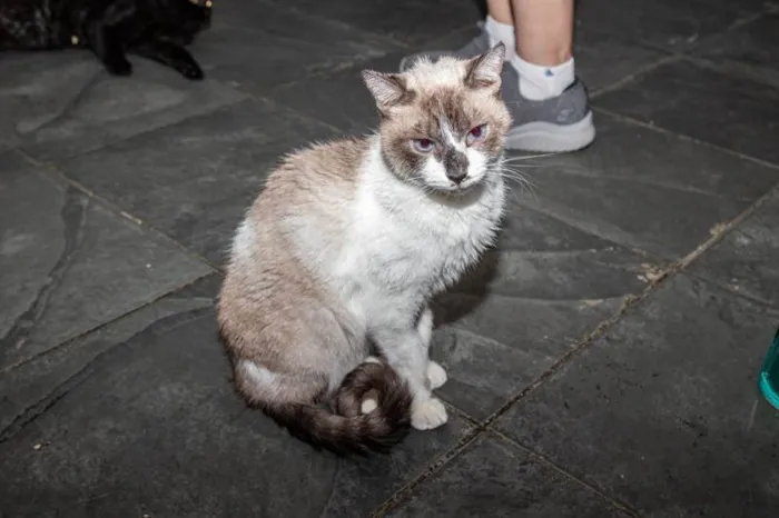 Gato ra a SRD-ViraLata idade 5 anos nome Alfajor