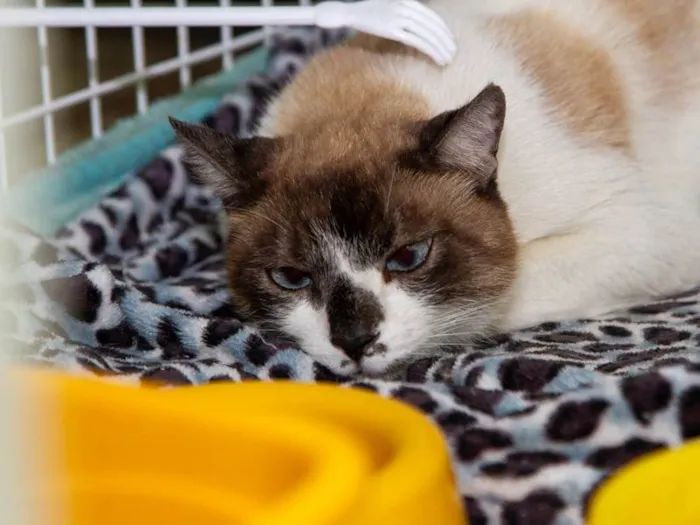 Gato ra a SRD-ViraLata idade 5 anos nome Alfajor