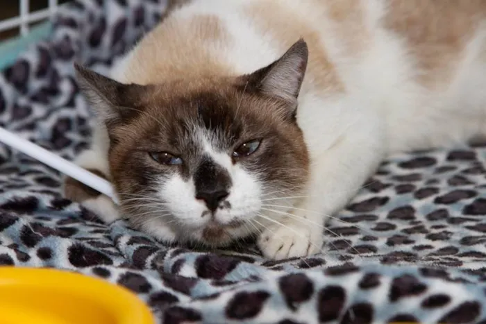 Gato ra a SRD-ViraLata idade 5 anos nome Alfajor