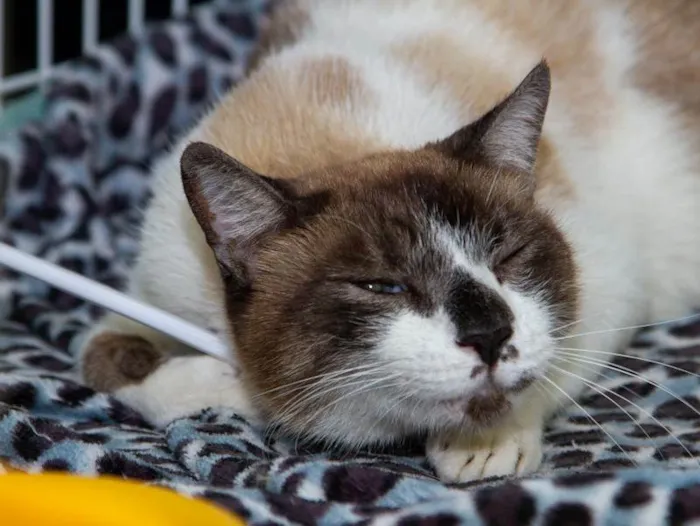 Gato ra a SRD-ViraLata idade 5 anos nome Alfajor