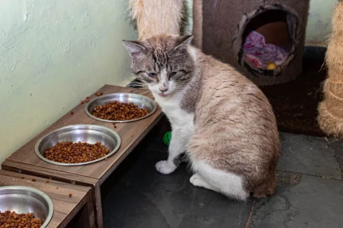 Gato ra a SRD-ViraLata idade 4 anos nome Arnaldo