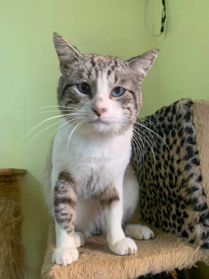 Gato ra a SRD-ViraLata idade 4 anos nome Arnaldo