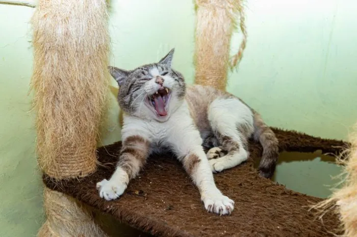 Gato ra a SRD-ViraLata idade 4 anos nome Arnaldo