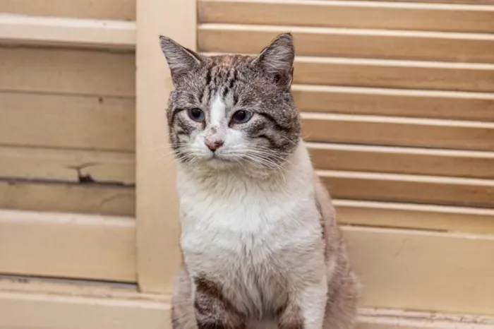Gato ra a SRD-ViraLata idade 4 anos nome Arnaldo