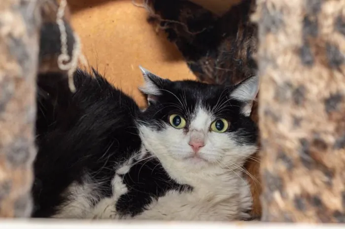 Gato ra a SRD-ViraLata idade 3 anos nome Analice