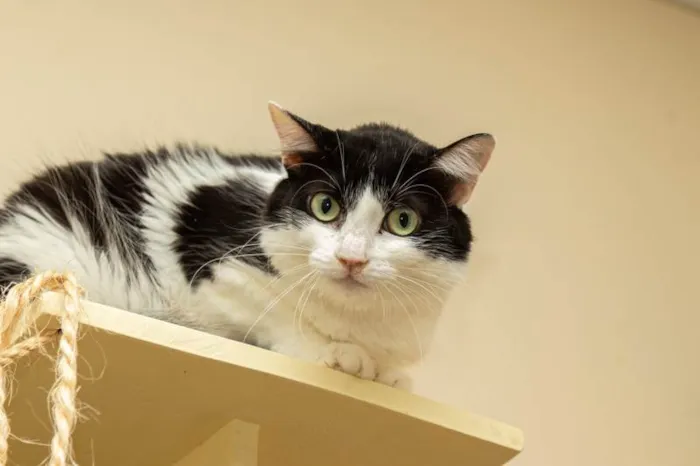 Gato ra a SRD-ViraLata idade 3 anos nome Analice