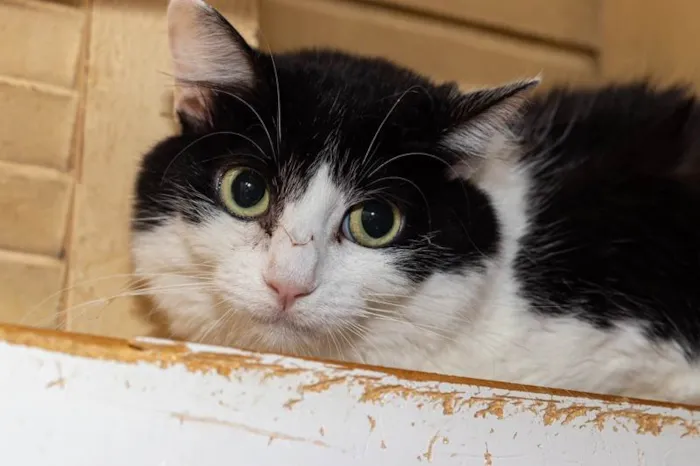 Gato ra a SRD-ViraLata idade 3 anos nome Analice