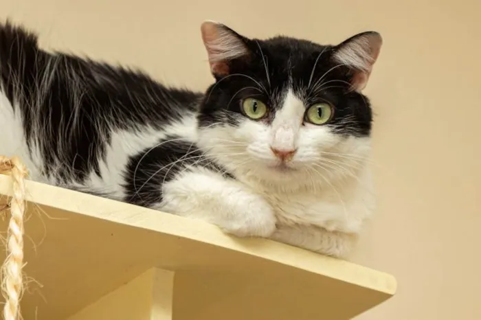 Gato ra a SRD-ViraLata idade 3 anos nome Analice