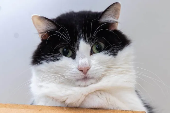 Gato ra a SRD-ViraLata idade 3 anos nome Analice