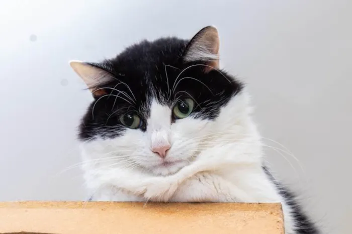 Gato ra a SRD-ViraLata idade 3 anos nome Analice