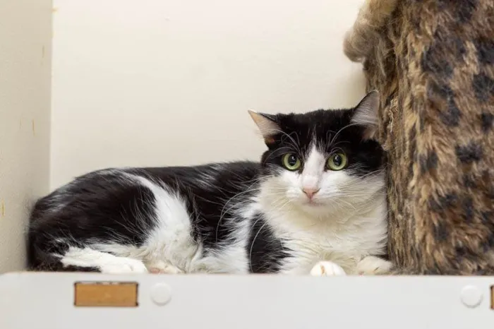 Gato ra a SRD-ViraLata idade 3 anos nome Analice