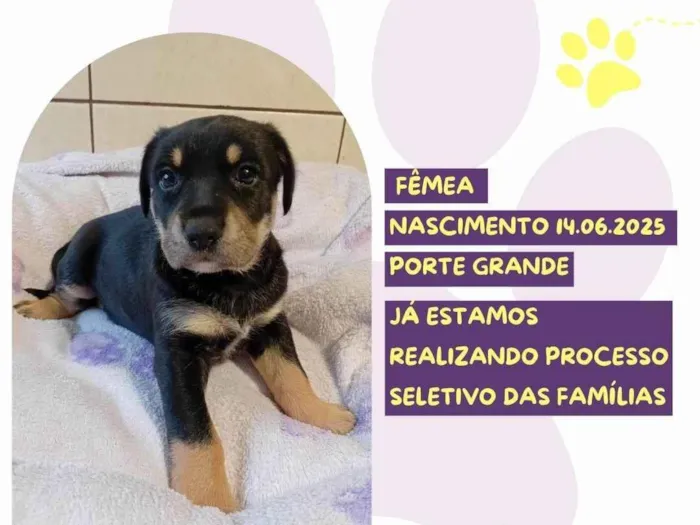 Cachorro ra a SRD-ViraLata idade Abaixo de 2 meses nome Laila