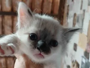 Gato raça SRD-ViraLata idade Abaixo de 2 meses nome Floco