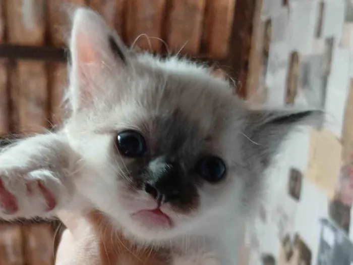 Gato ra a SRD-ViraLata idade Abaixo de 2 meses nome Floco