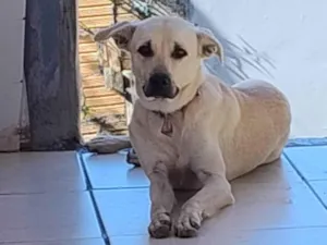 Cachorro raça SRD-ViraLata idade 7 a 11 meses nome Nevado 