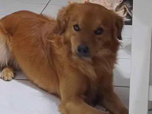 Cachorro raça SRD-ViraLata idade 1 ano nome Phool 