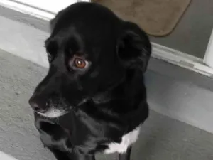 Cachorro raça SRD-ViraLata idade 5 anos nome Amora
