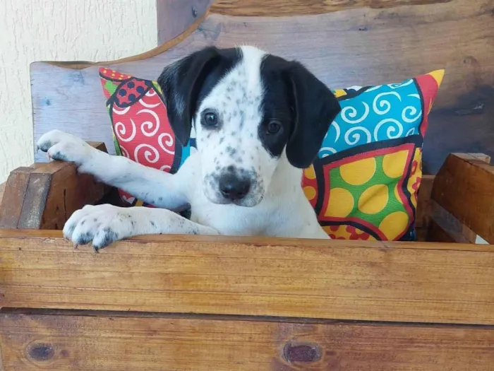 Cachorro ra a SRD-ViraLata idade 2 a 6 meses nome CANJICA