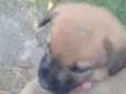 Dogneos
