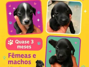 Cachorro raça SRD-ViraLata idade 2 a 6 meses nome Sem nome 