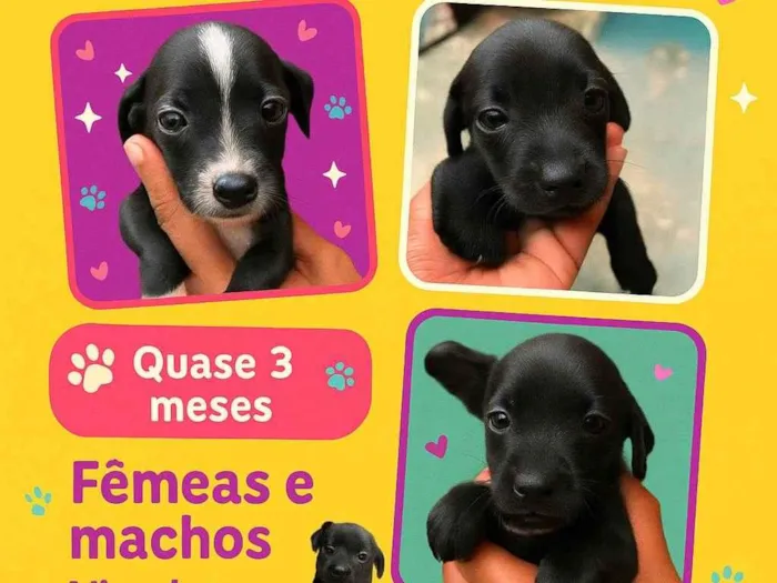 Cachorro ra a SRD-ViraLata idade 2 a 6 meses nome Sem nome 