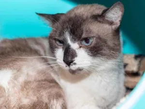 Gato raça SRD-ViraLata idade 5 anos nome Alfajor
