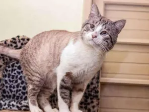 Gato raça SRD-ViraLata idade 4 anos nome Arnaldo
