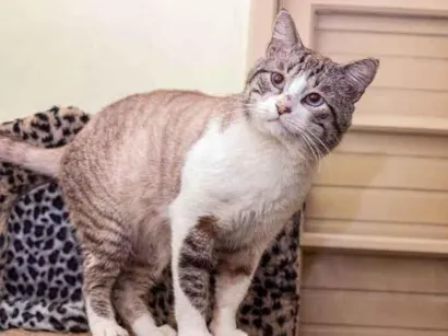 Gato raça SRD-ViraLata idade 4 anos nome Arnaldo