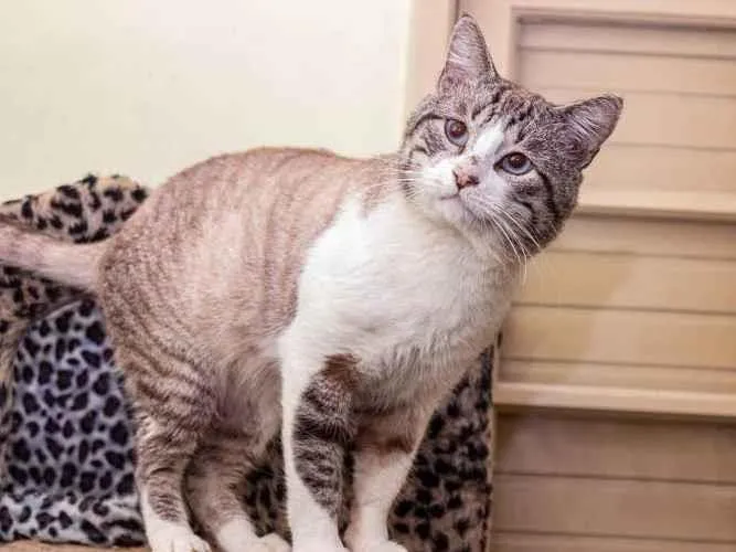 Gato ra a SRD-ViraLata idade 4 anos nome Arnaldo