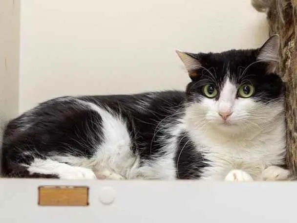 Gato ra a SRD-ViraLata idade 3 anos nome Analice