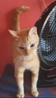 ELIS