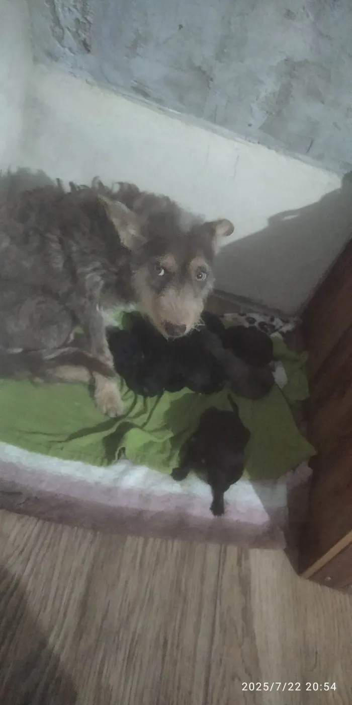 Cachorro ra a SRD-ViraLata idade 2 anos nome Mavi(Meivi)