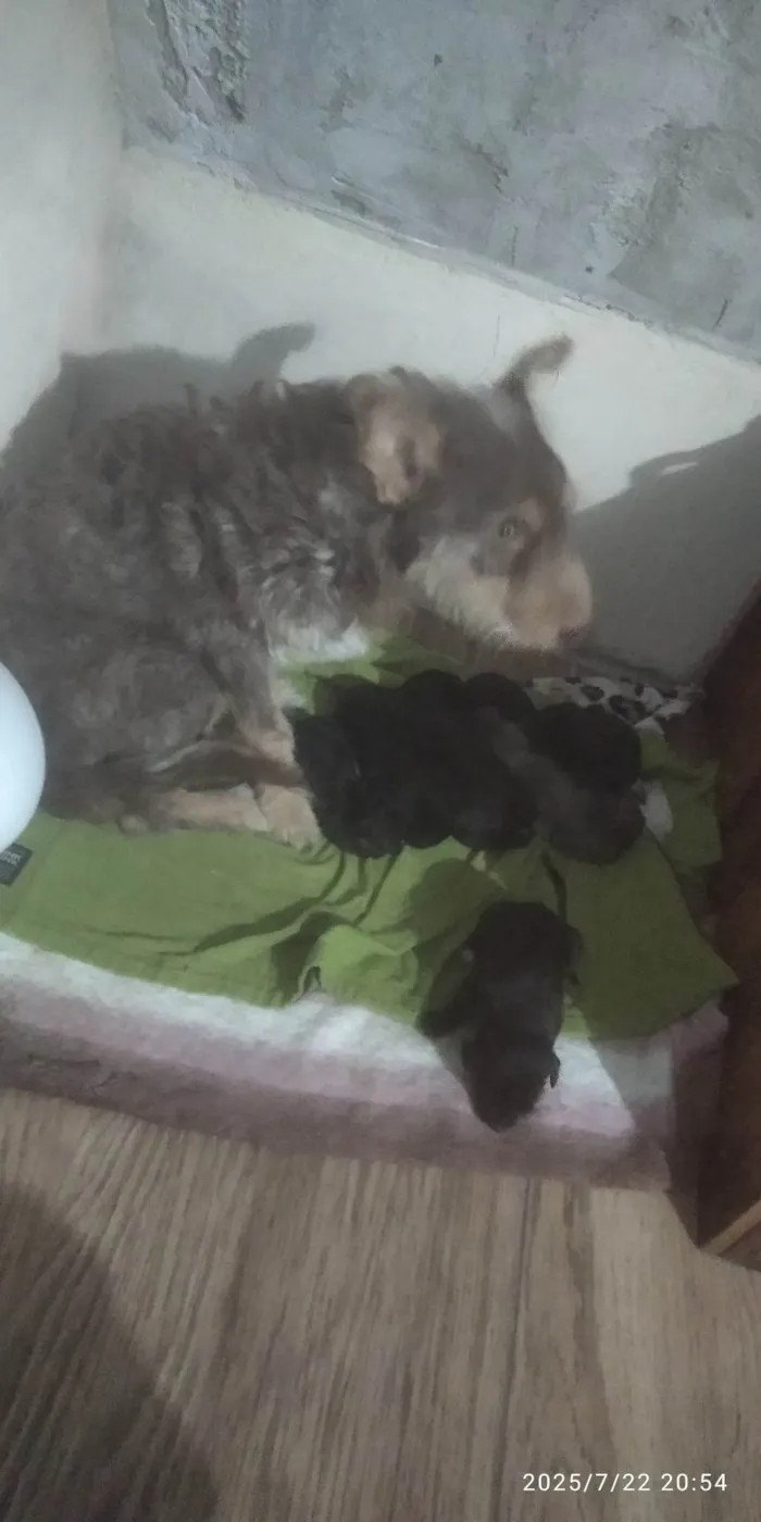 Cachorro ra a SRD-ViraLata idade 2 anos nome Mavi(Meivi)