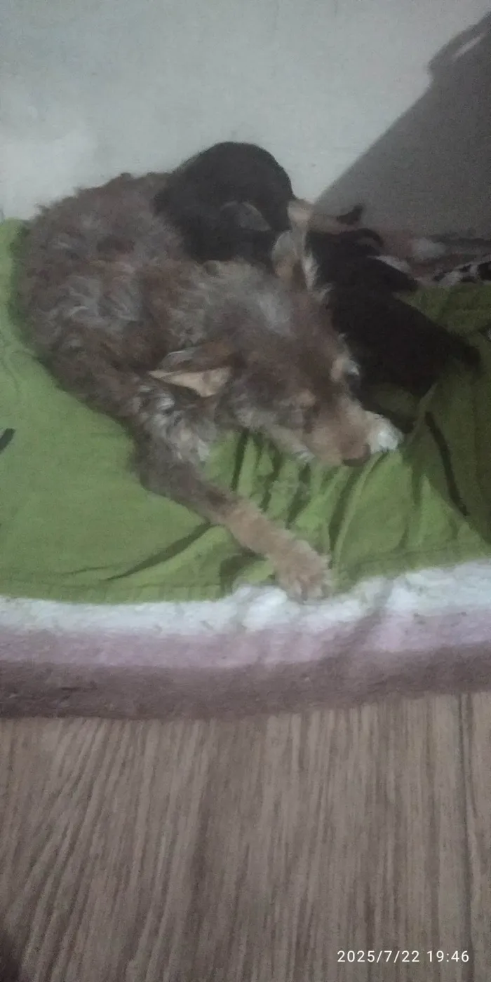 Cachorro ra a SRD-ViraLata idade 2 anos nome Mavi(Meivi)