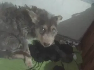 Cachorro raça SRD-ViraLata idade 2 anos nome Mavi(Meivi)
