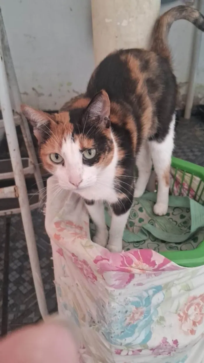 Gato ra a SRD-ViraLata idade 5 anos nome Gatinha tricolor