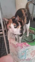 Gatinha tricolor