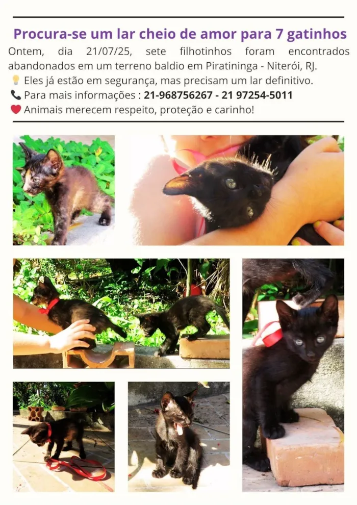 Gato ra a SRD-ViraLata idade Abaixo de 2 meses nome Não tem nome 