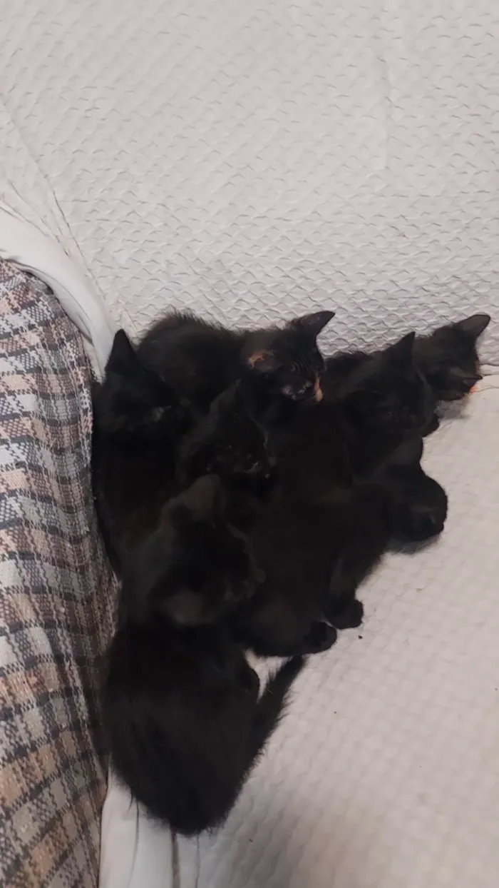 Gato ra a SRD-ViraLata idade Abaixo de 2 meses nome Não tem nome 